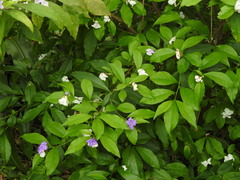 Brunfelsia uniflora