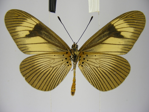 Jodutta Acraea