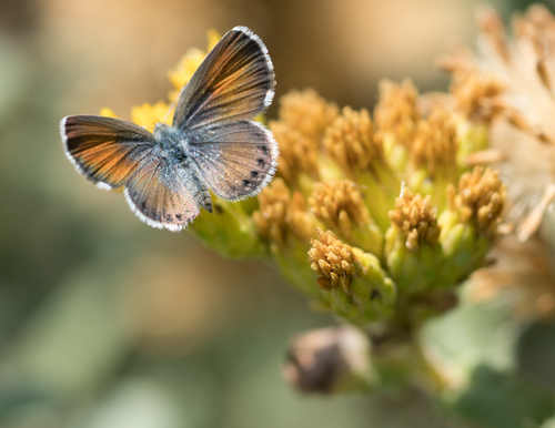 Western Pygmy-Blue photo 5