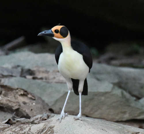 White-necked Rockfowl (Picathartes gymnocephalus)