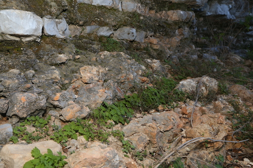 Image of Eucnide bartonioides by (c) Reid Hardin, some rights reserved (CC BY)