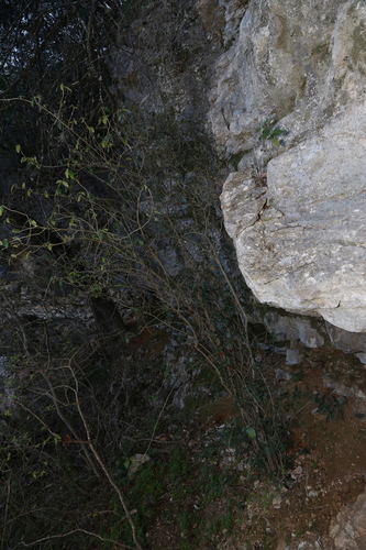 Image of Bernardia myricifolia by (c) Reid Hardin, some rights reserved (CC BY)