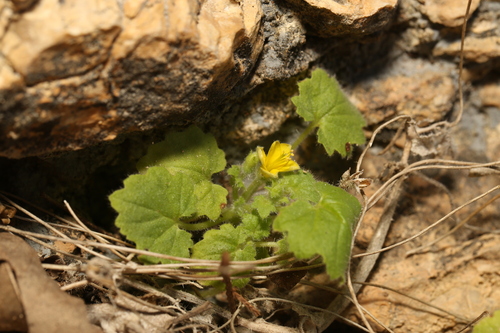 Yellow stingbush (Eucnide bartonioides)