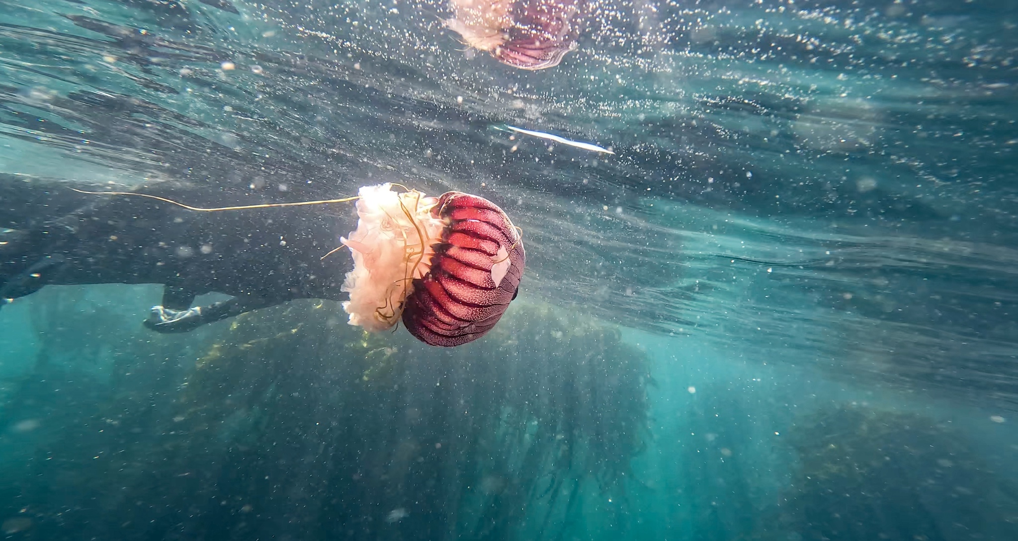 Chrysaora agulhensis Ras, Neethling, Engelbrecht, Morandini, Bayha, Skrypzeck & Gibbons, 2020