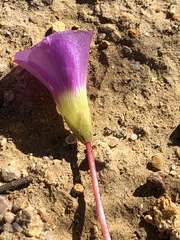 Oxalis commutata commutata