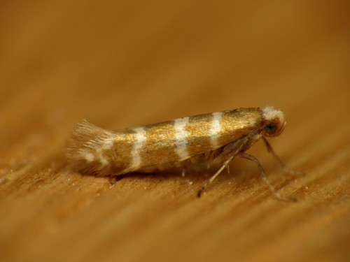 Argyresthia trifasciata Staudinger, 1871