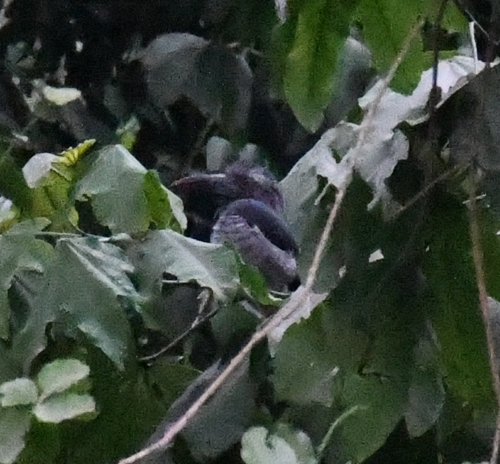 Black Dwarf Hornbill