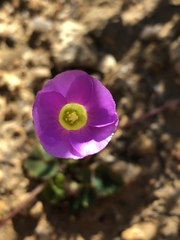 Oxalis commutata commutata