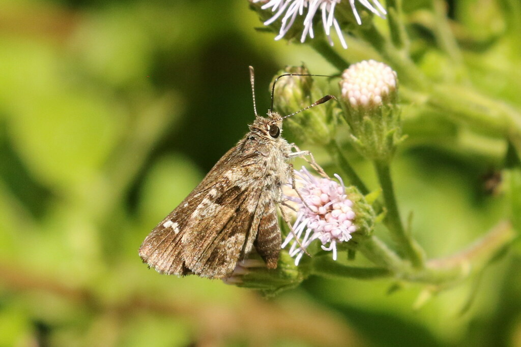 Nysa Roadside-Skipper from National Butterfly Center, Mission, TX on ...