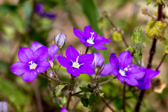 Legousia speculum-veneris