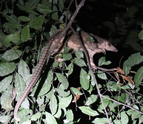 African White-bellied Pangolin