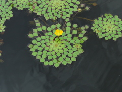 Ludwigia sedoides