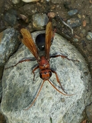 Cryptocheilus discolor