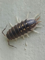 Porcellio ornatus