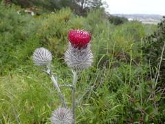 Cirsium occidentale occidentale