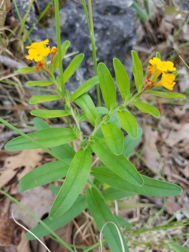 hoary puccoon