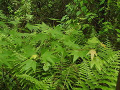Acer oliverianum