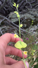 Streptanthus diversifolius