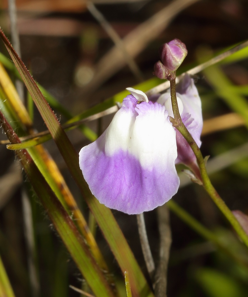 Lead Bladderwort Utricularia Livida Botanical Realm lead-bladderwort-utricularia-livida-botanical-realm