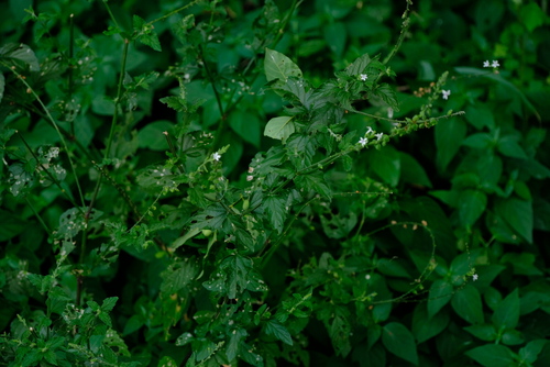 Foto de Priva flabelliformis