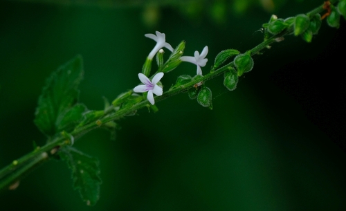 Foto de Priva flabelliformis