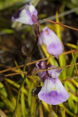 Utricularia livida