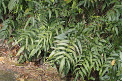 Coniogramme intermedia