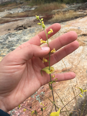 Streptanthus diversifolius