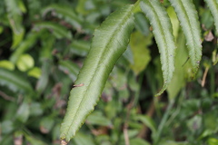 Coniogramme intermedia