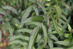 Coniogramme intermedia