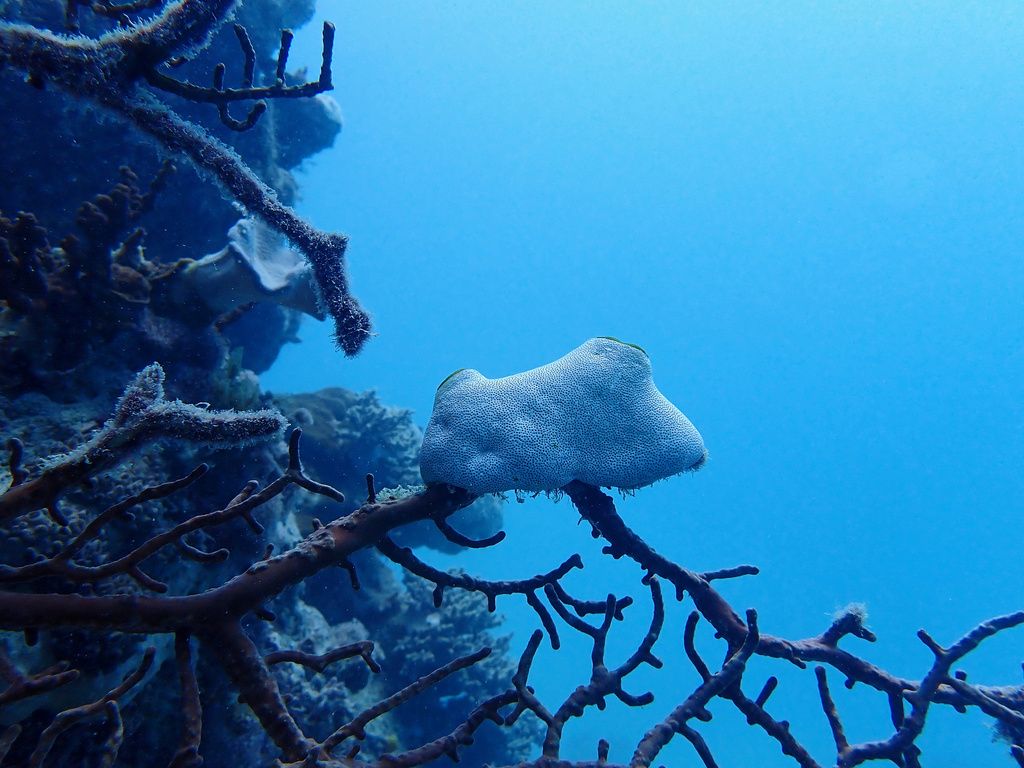 Green Barrel Sea Squirt