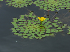 Ludwigia sedoides