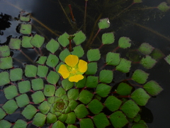 Ludwigia sedoides