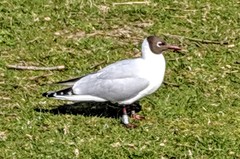 Chroicocephalus ridibundus