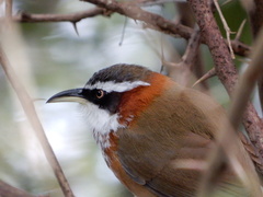 Taiwan Scimitar-Babbler photo 6