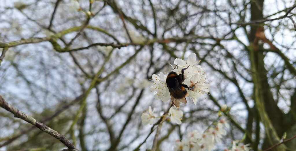 Bombus terrestris audax from Toppesfield on February 25, 2024 at 02:00 ...