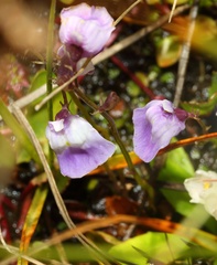 Utricularia livida