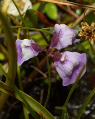 Utricularia livida
