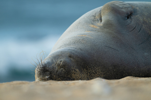 Hawaiian Monk Seal photographed in Hawaii