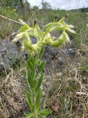 Lithospermum decipiens
