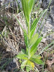 Lithospermum decipiens
