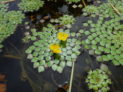Ludwigia sedoides