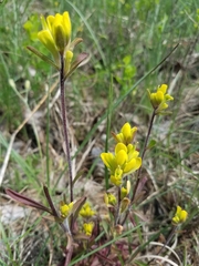 Castilleja kraliana