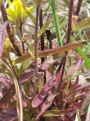 Castilleja kraliana