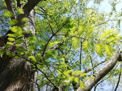 Metasequoia