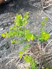 Phyllanthopsis phyllanthoides