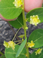 Phyllanthopsis phyllanthoides