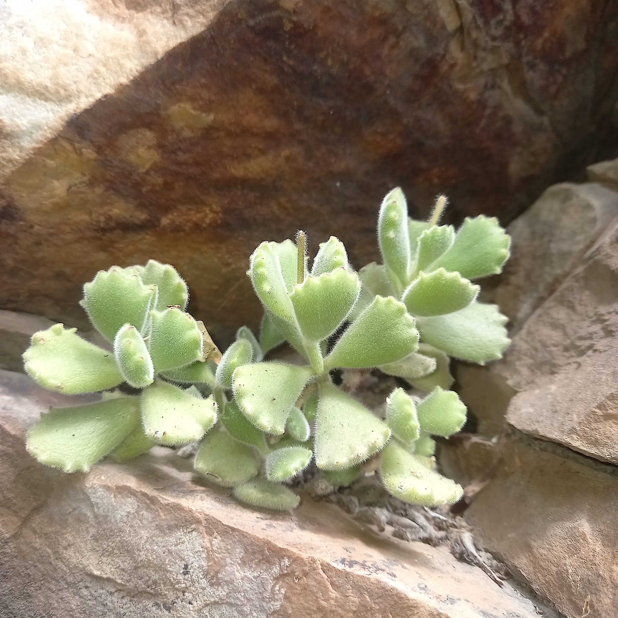 Cotyledon Tomentosa (Cotyledon tomentosa)