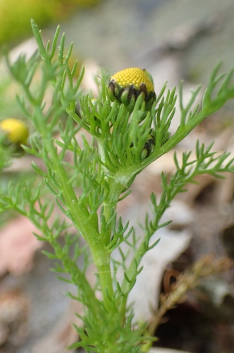 Image of Matricaria aurea by (c) Jorge Íñiguez, some rights reserved (CC BY)