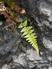 Myriopteris alabamensis